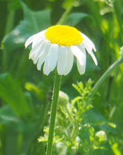 chamomile